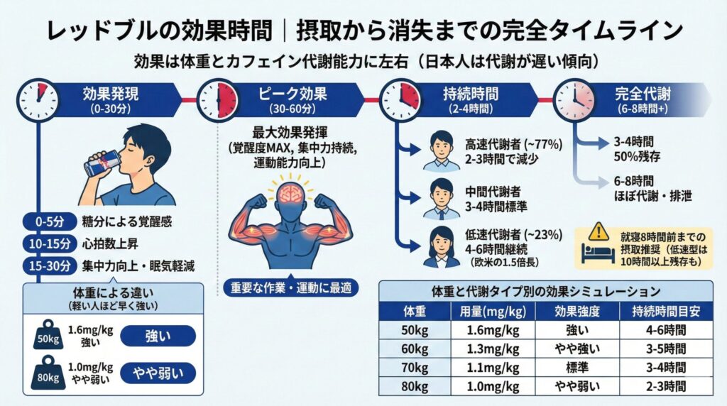 レッドブルの効果時間｜摂取から消失までの完全タイムライン